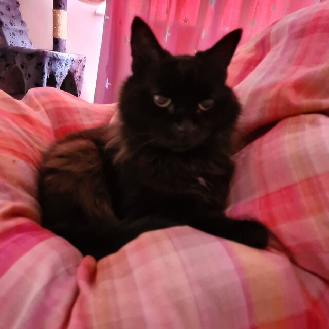 A cat