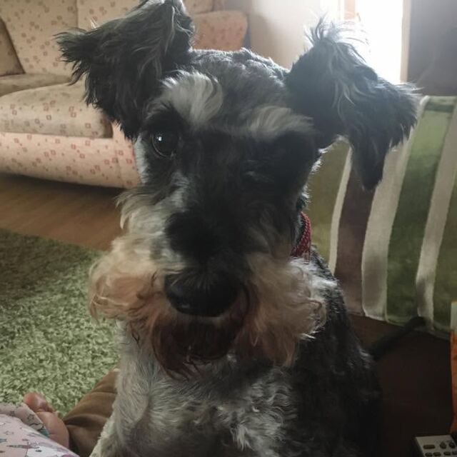 A dog