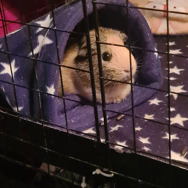 A guinea pig