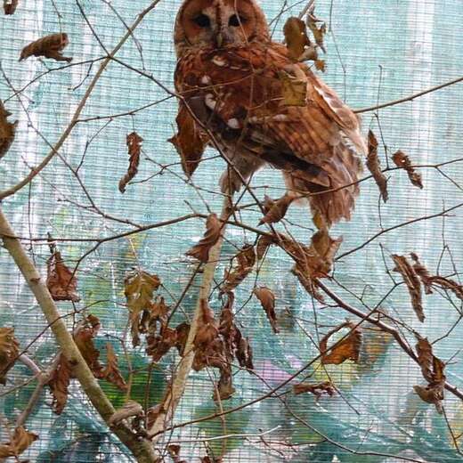 A tawny owl