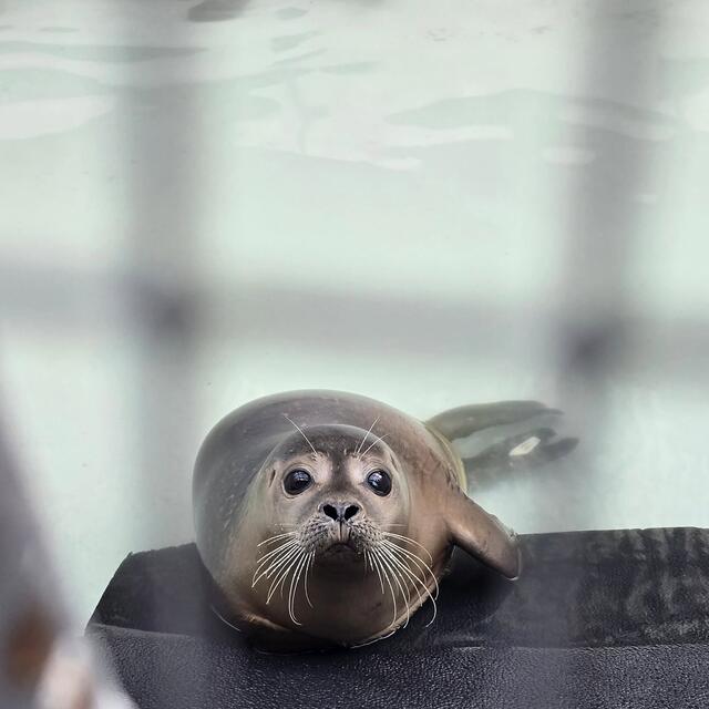 A seal